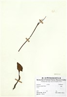 藏品(蕺菜)的圖片